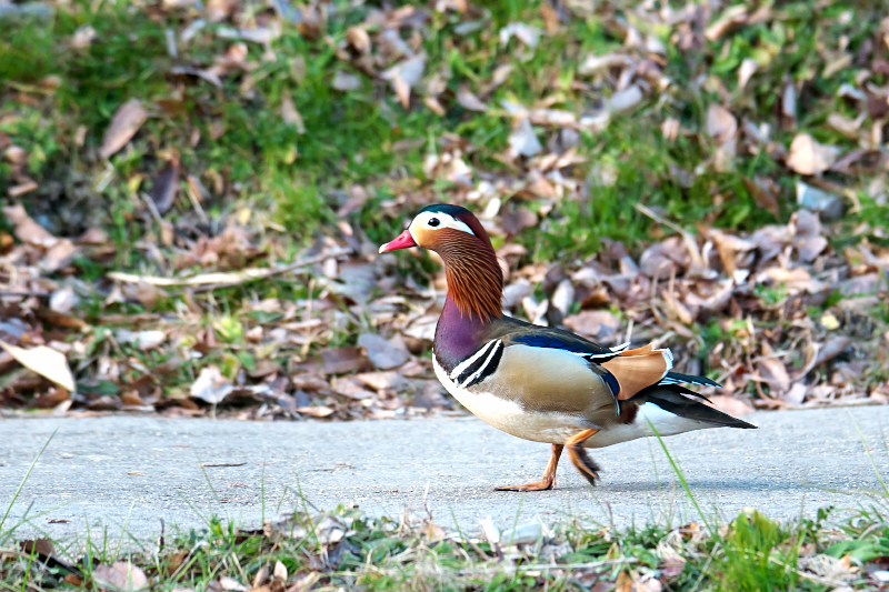 オシドリ　山田池公園