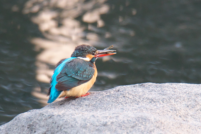 カワセミ　山田池公園