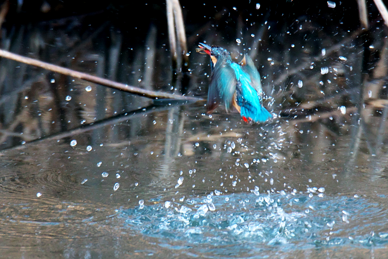 カワセミ　山田池公園