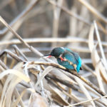 カワセミ　山田池公園