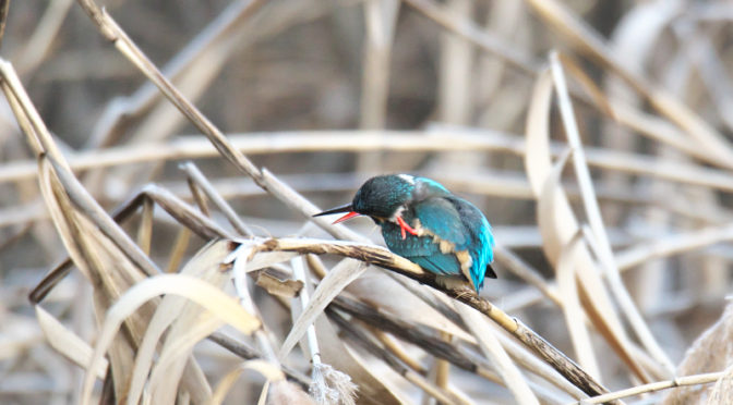 カワセミ　山田池公園