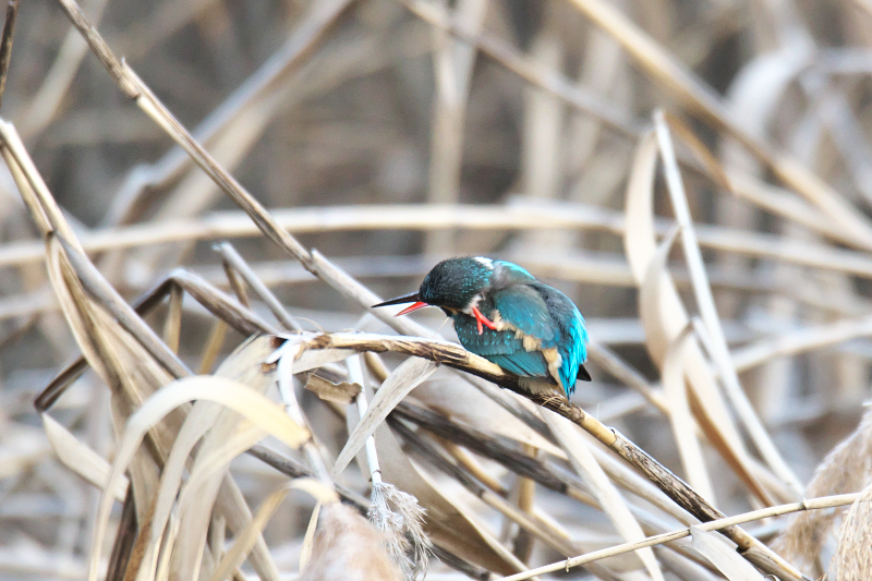 カワセミ　山田池公園