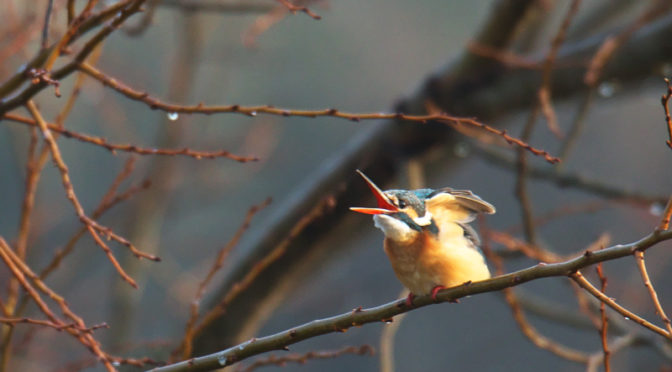 カワセミ　鳴く