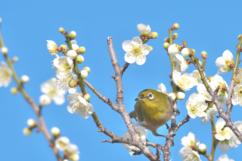 メジロ　山田池公園