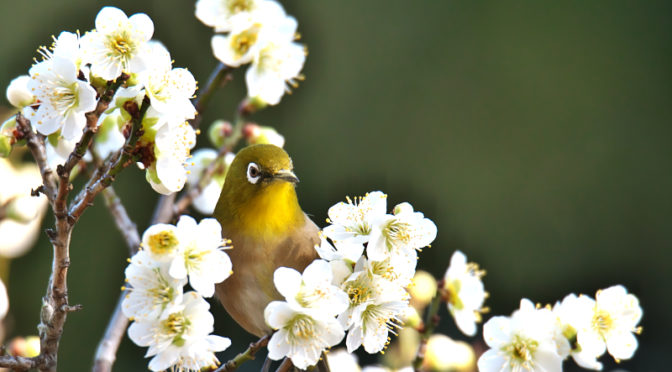 メジロ　山田池公園