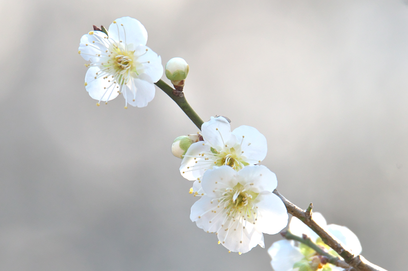 梅　山田池公園