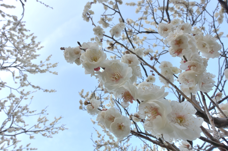 梅　山田池公園