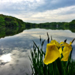 黄菖蒲　山田池公園