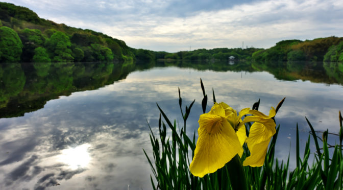 黄菖蒲　山田池公園