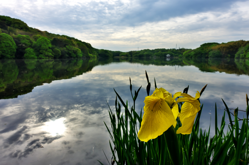 黄菖蒲　山田池公園