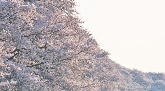 背割堤　桜　2018