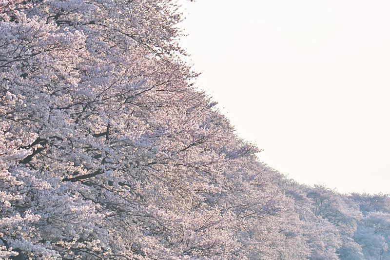 桜　背割堤