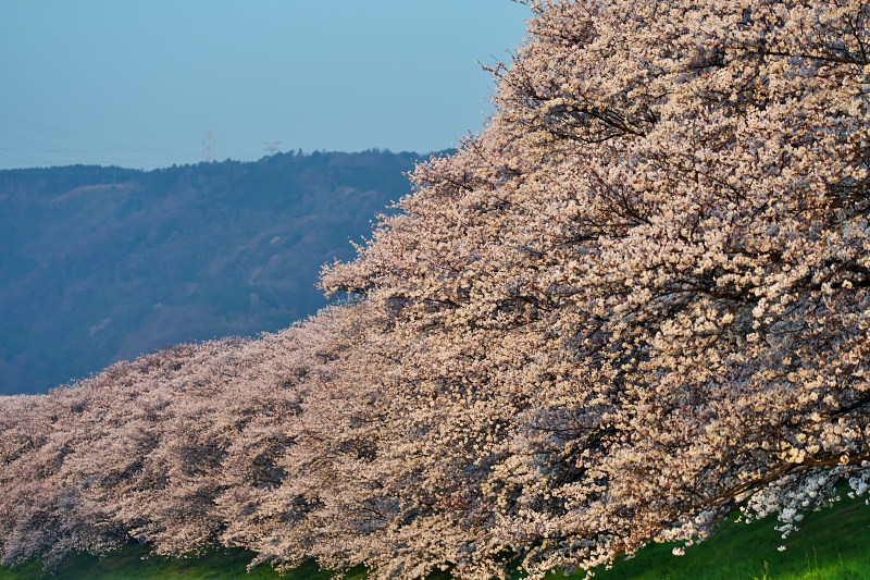 桜　背割堤