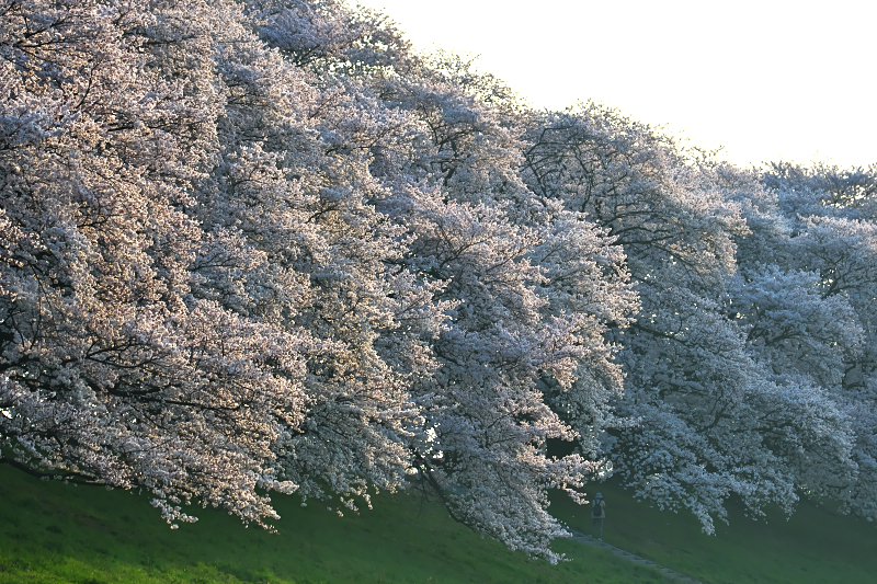 桜　背割堤