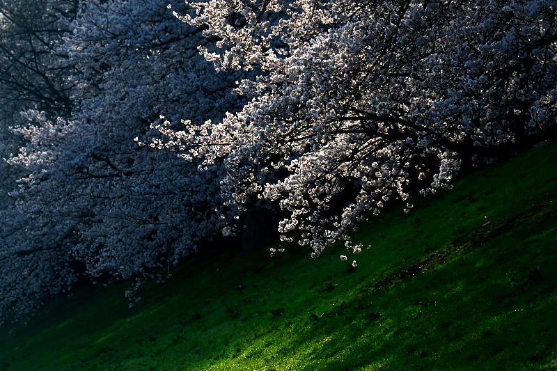 桜　背割堤
