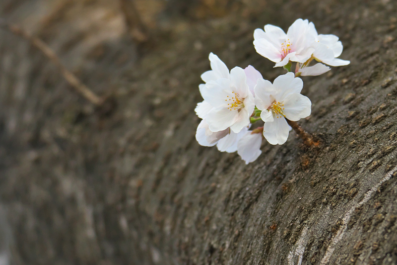 桜　背割堤