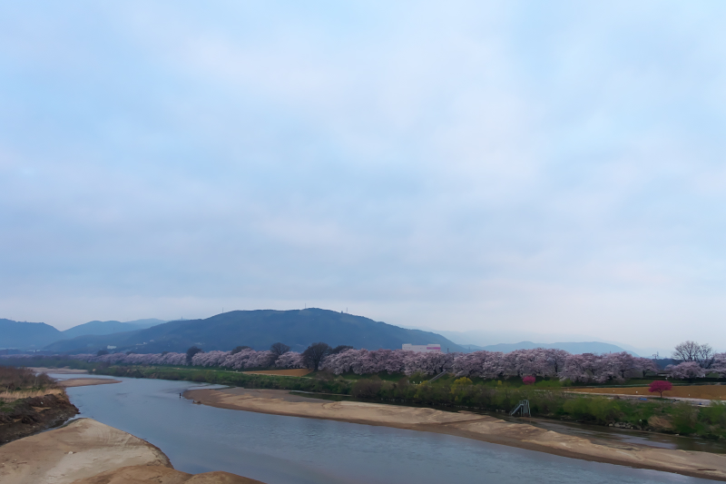 背割堤　桜