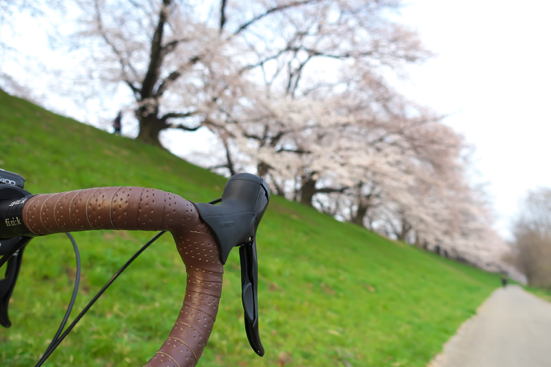 背割堤　桜