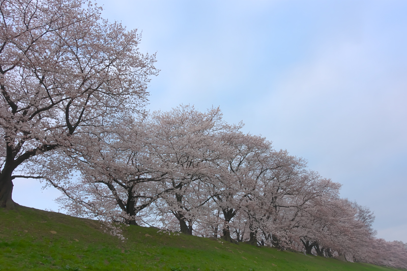 背割堤　桜