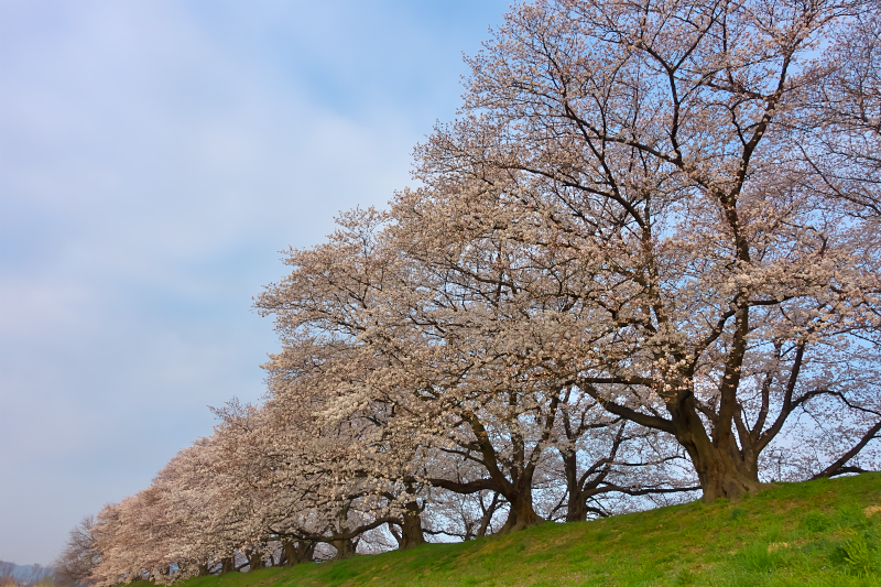 背割堤　桜