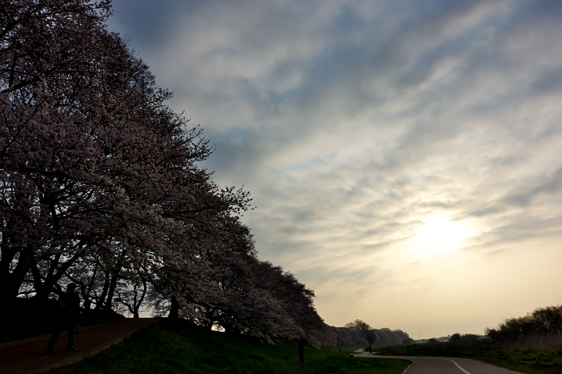 背割堤　桜