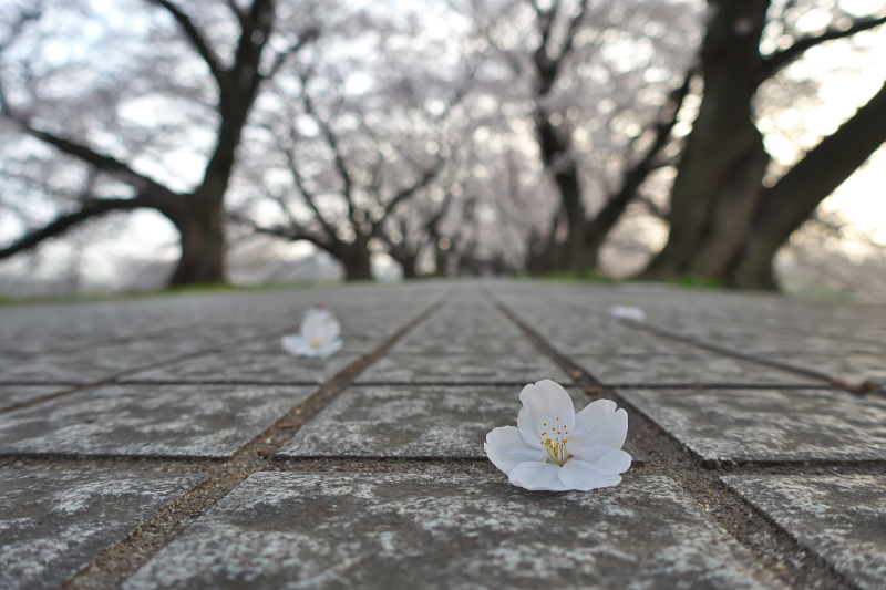 背割堤　桜