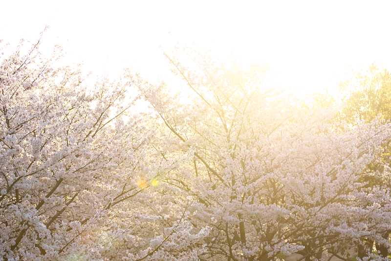 桜　山田池公園