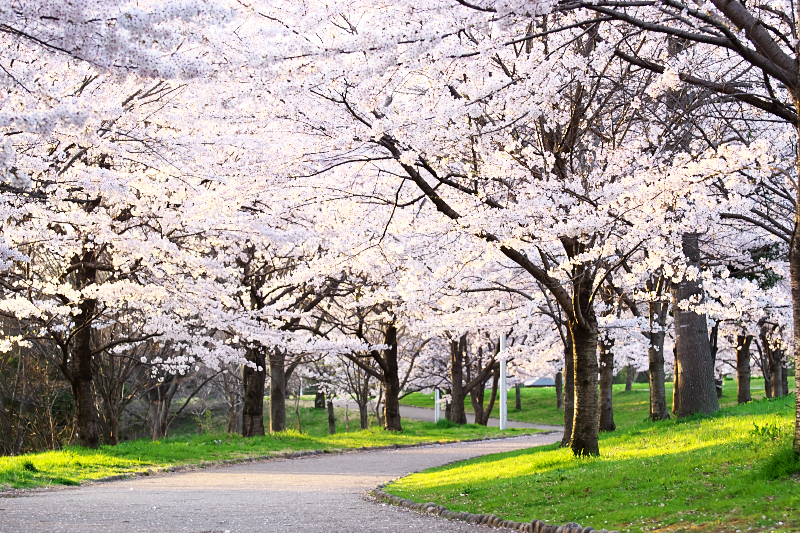 桜　山田池公園