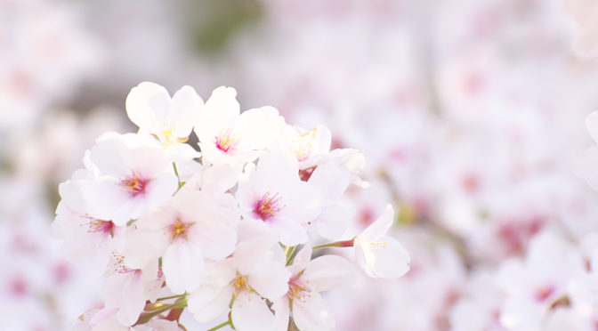 桜　山田池公園