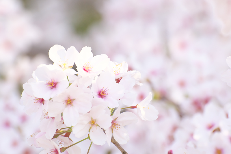 桜　山田池公園