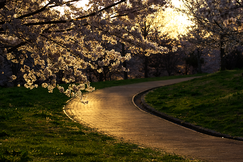 桜　山田池公園