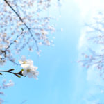 背割堤　桜