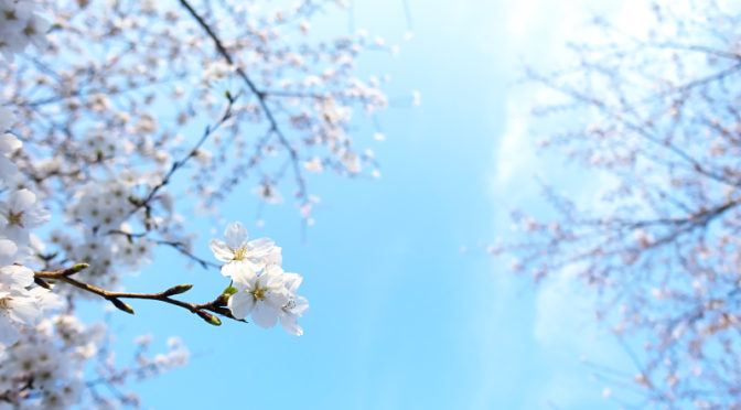 爽やかな朝　山田池公園の桜