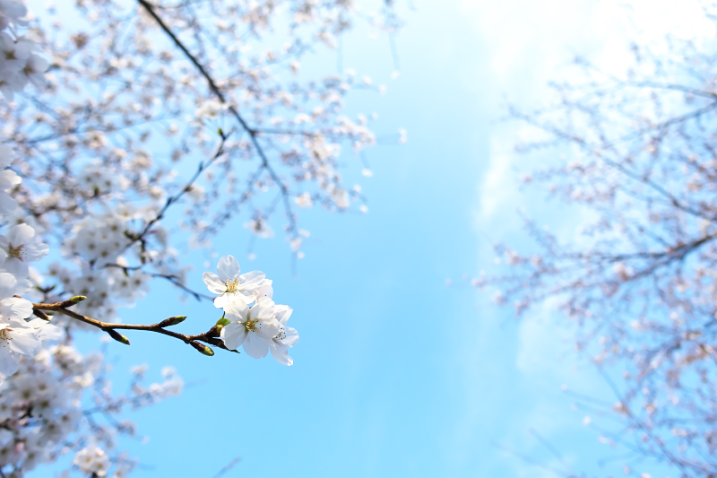 背割堤　桜