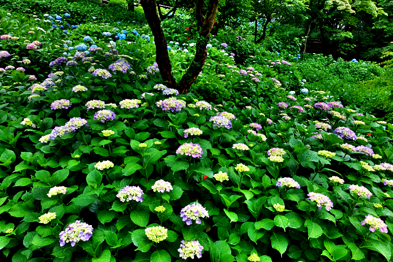 紫陽花　山田池公園