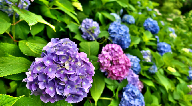 山田池公園のあじさい園