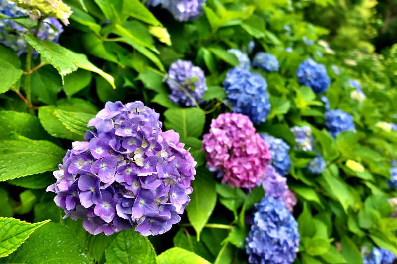 紫陽花　山田池公園