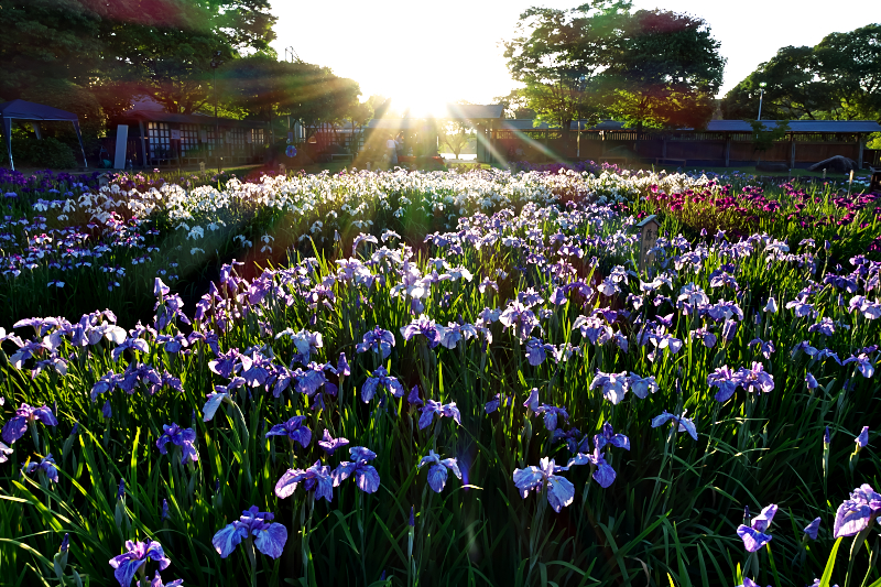 花菖蒲　山田池公園