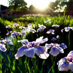 花菖蒲　山田池公園