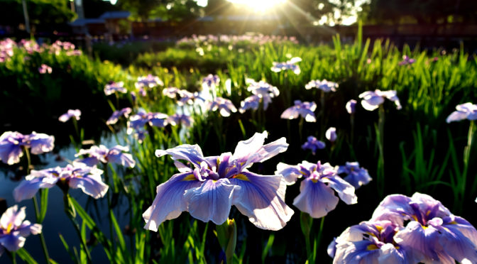 花菖蒲　山田池公園　2018