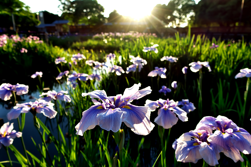 花菖蒲　山田池公園