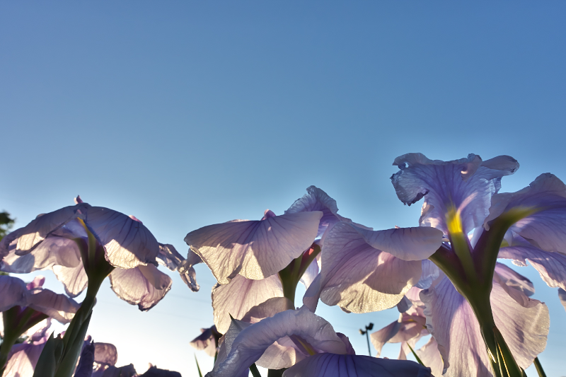 花菖蒲　山田池公園