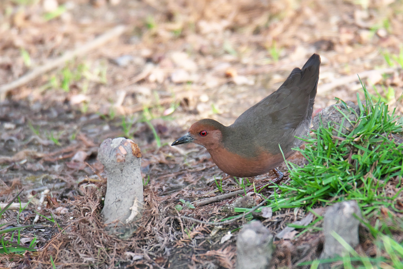 ヒクイナ 山田池公園