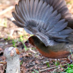 ヒクイナ 山田池公園