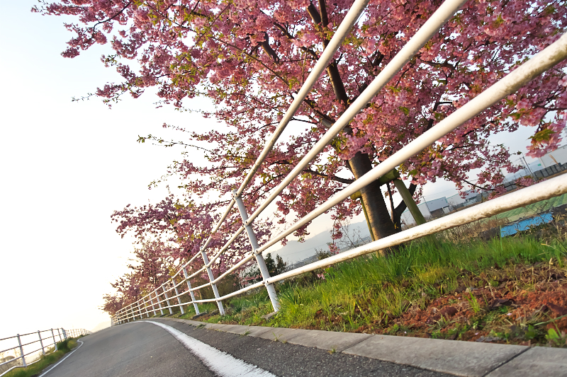 穂谷川 河津桜