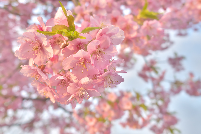 穂谷川 河津桜