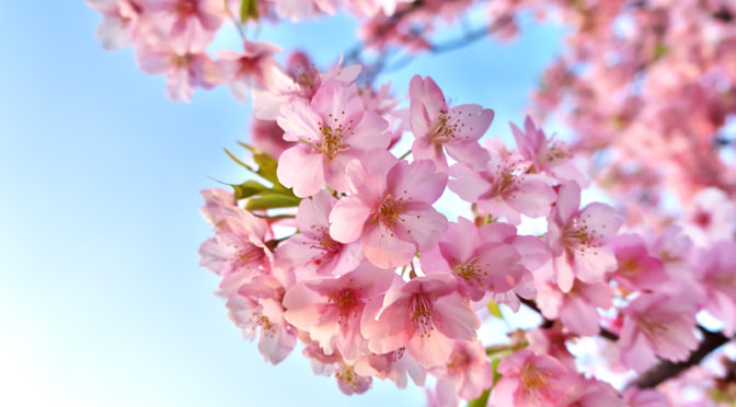 穂谷川沿いの河津桜