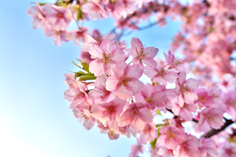 穂谷川 河津桜