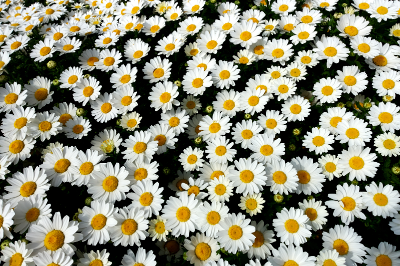 クリサンセマム パルドサム スノーランド 山田池公園