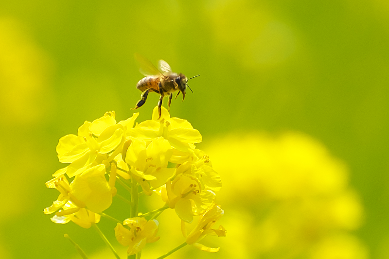 ミツバチ 菜の花 交野市向井田